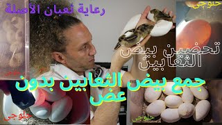 جمع بيض الثعابين بدون لدغ ، تحضين بيض الثعابين ، رعاية ثعبان الأصلة بعد البيض ( تربية الثعابين )