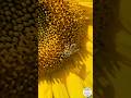 Honey Bee collecting Pollen from Sunflower 🐝🌻 #bees #beekeeping #пчеловодство #imkern #apicultura