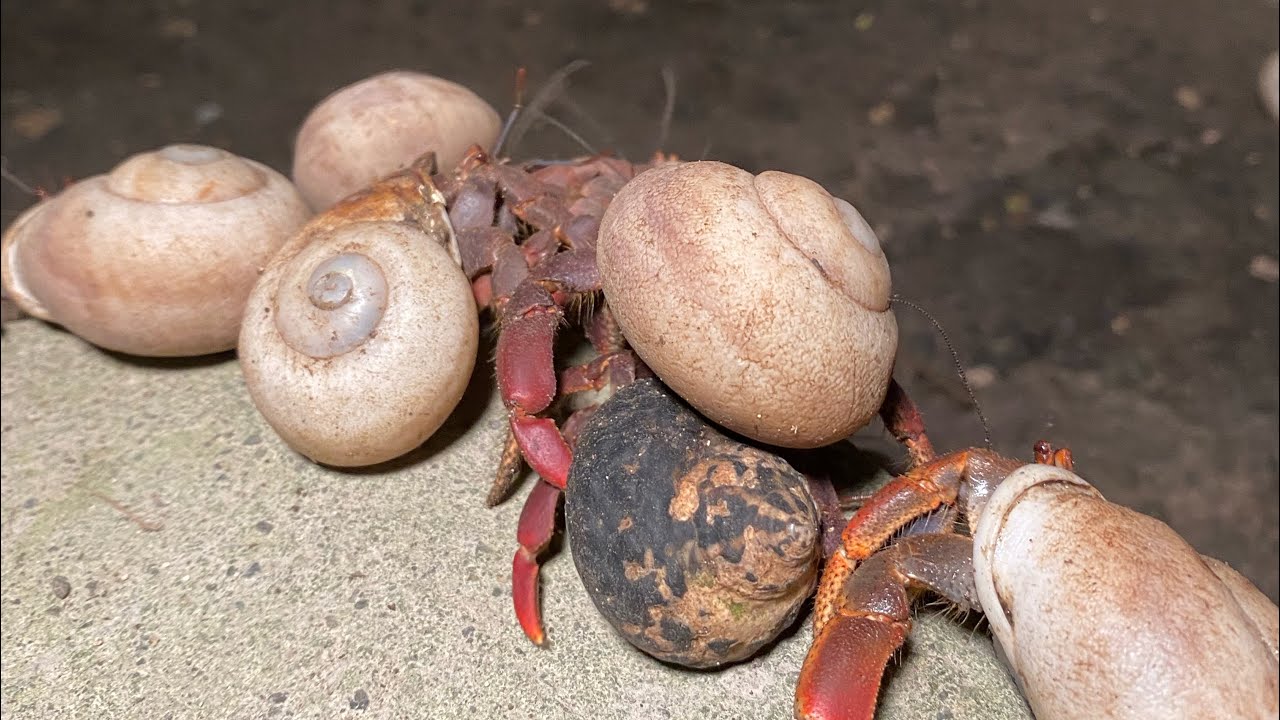 In Jamaica Ever Seen This Many Soldier Crabs Before? YouTube