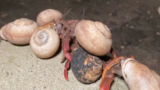 In Jamaica: Ever Seen This Many Soldier Crabs Before?