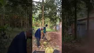 tangkap durian#shortvideo