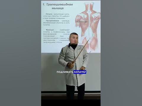 Трапециевидная мышца — важнейшая часть спины / trapezius muscle - YouTube