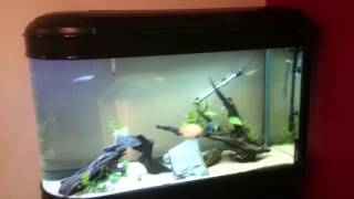 APS (All Pond Solutions) 374l bullet aquarium, Boyu ZDT 1256 review