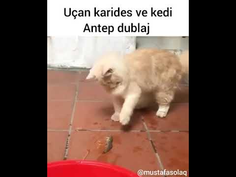 Paraşüt Mikail Ve Psikopat Kedi ( Antep Dublaj )