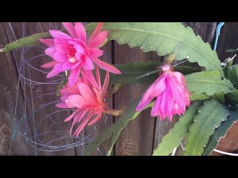 Video: Eipiphyllum Bakımı - Epiphyllum Kaktüs Bitkileri Nasıl Yetiştirilir