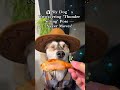 This dog might look innocent, but don’t be fooled!   Meet the craftiest pup with the most *unsha