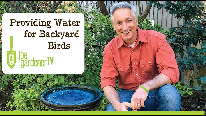 How to Provide Water for Backyard Birds in Winter