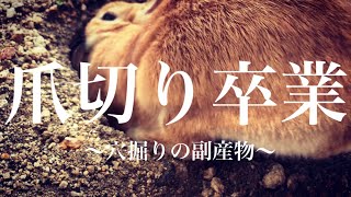 うさぎに穴掘りさせたら爪切りは不要になる？　#990