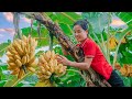 Harvesting banana fruit garden goes to the market sell  susan daily life