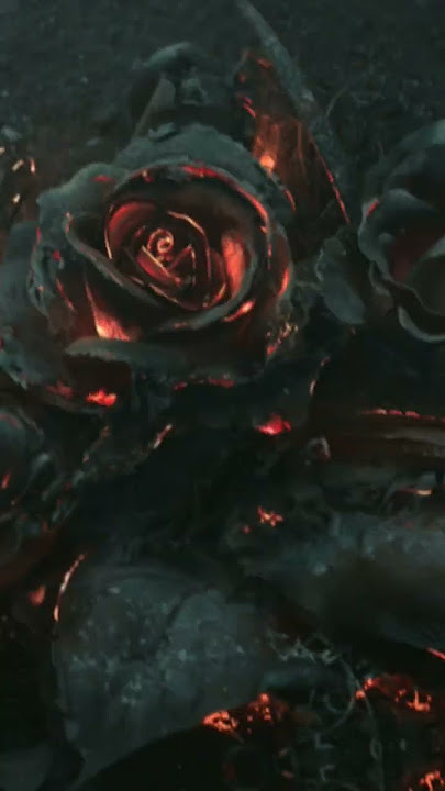 Black Rose 2000 bce #shorts #youtubeshorts