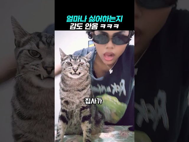 이 고양이 얼마나 싫어하는지 감도 안옴 ㅋㅋ