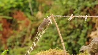 🤣.The Mouse obstacle agility course it is a work in progress .