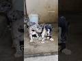 Great dane available #greatdane #dogbreed #pets #puppy #mumbai #shortvideo #doglove #short #yt