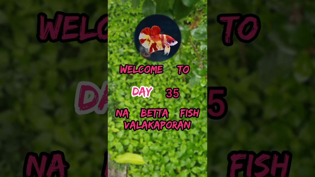 HΛPPY  NΣW  YΣΛR 💐combo offer | Day 35 of betta fish valakaporan 
