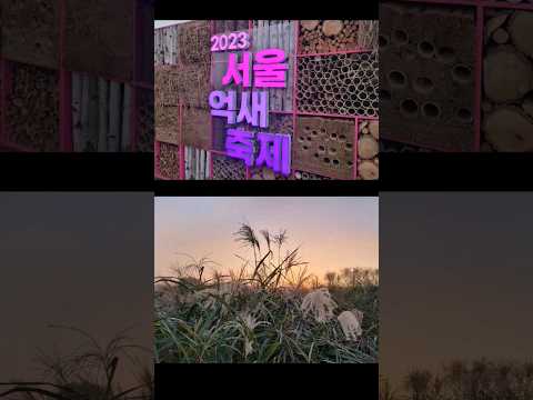 상암하늘공원 억새축제 /이번주 절정이에요 ^^ 안오시면 후회할지도 #shorts #여행브이로그 #하늘공원 #억새축제 #상암 #여행브이로그  #힐링여행