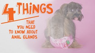 The 4 Things You Need To Know About Anal Glands