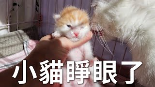 小奶貓出生第六天睜眼了但只睜開了一只李喜猫