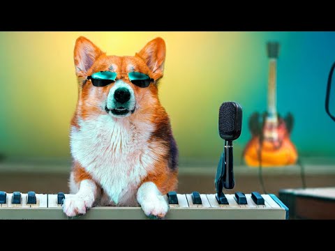 МУЗЫКАЛЬНЫЙ КОРГИ КЕКС!!