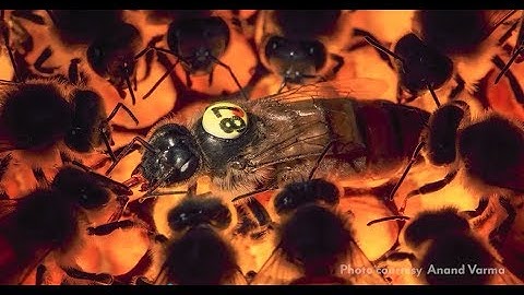 PAm - Field Trials Assessing Varroa Resistant Bees