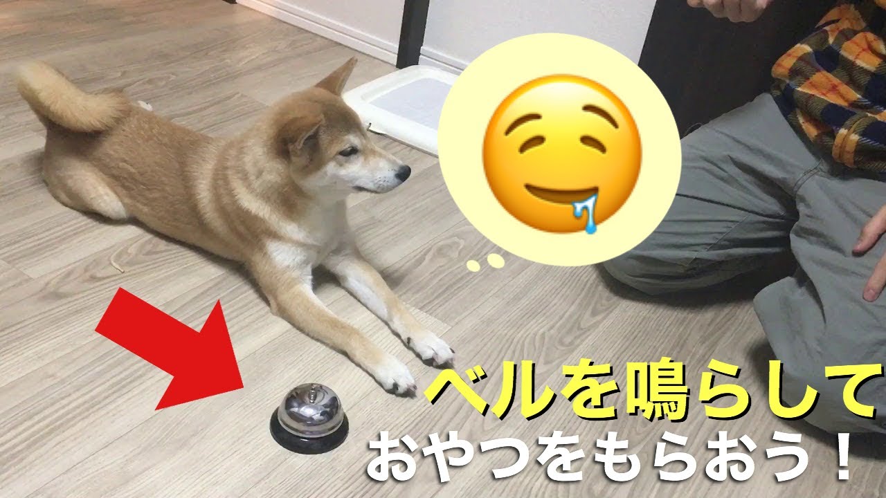 チーン 柴犬のおやつくれくれベル慣らし猛特訓 とんでもない珍行動に大爆笑 1日目 面白 Youtube