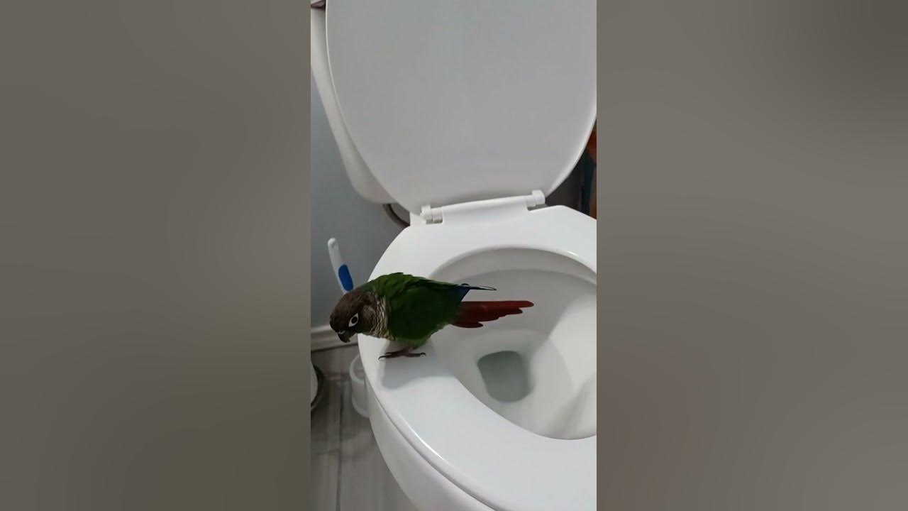 My 1 year old Green Cheek conure is trained to use the toilet for his morning poop 🦜💩. YouTube