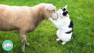 Stray Cat Looks After Sheep Like The Best Shepherd | Cuddle Buddies