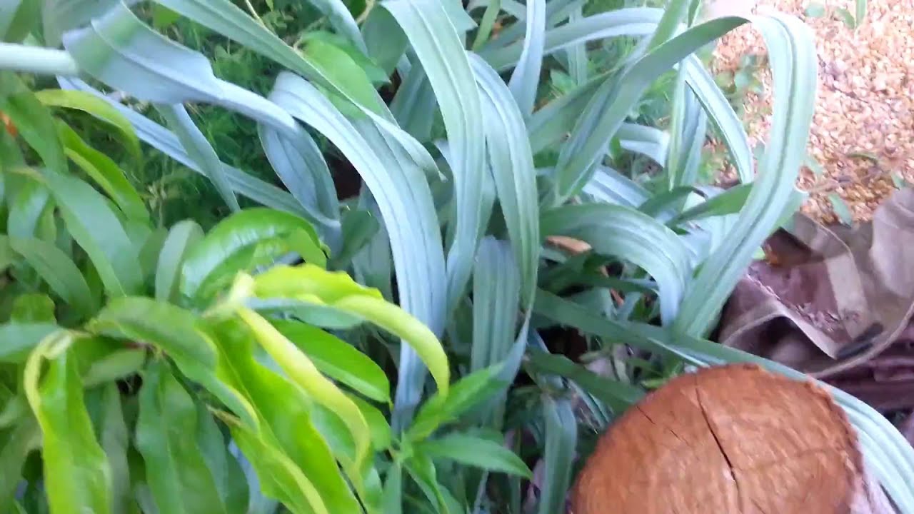 Using fresh and dried garlic leaves - YouTube
