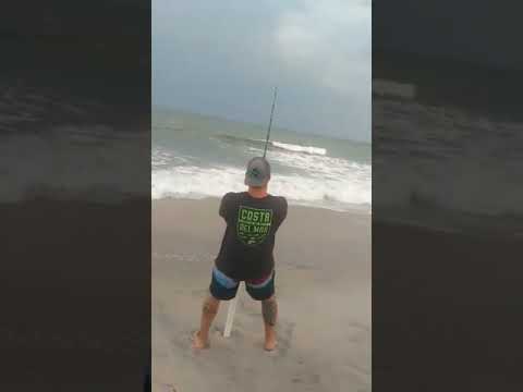 North Topsail Beach catch and release huge hammerhead shark