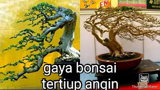 inspirasi gaya  bonsai tertiup angin,gaya bonsai jepang