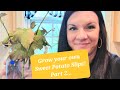 Grow your own sweet potato slips PART 2!