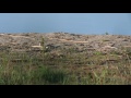 Ein Flussregenpfeifer an der Kiesgrube in Eilenburg _ little ringed plover GH5