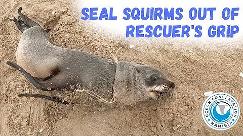 Seal Squirms Out Of Rescuer