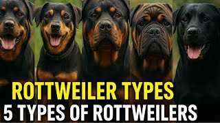 5 Types of Rottweilers You Never Knew Existed!