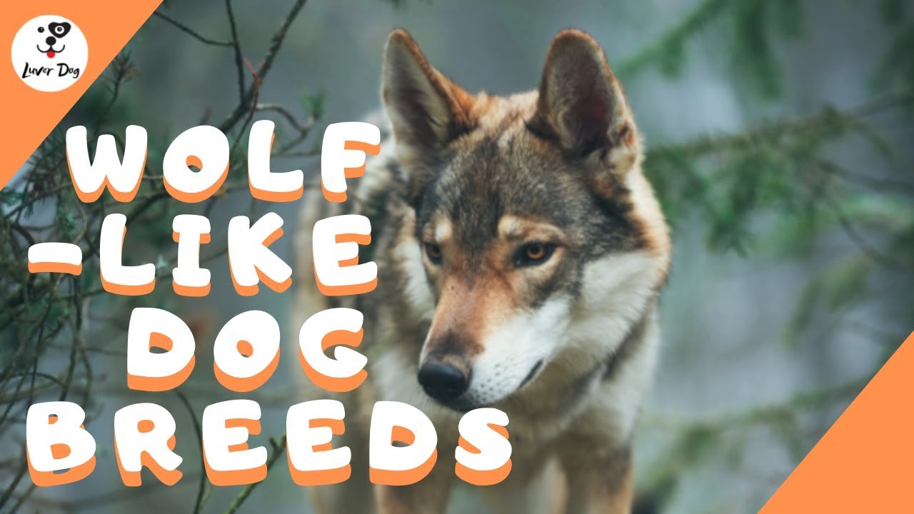 Top 8 Dog Breeds Look Like Wolf YouTube