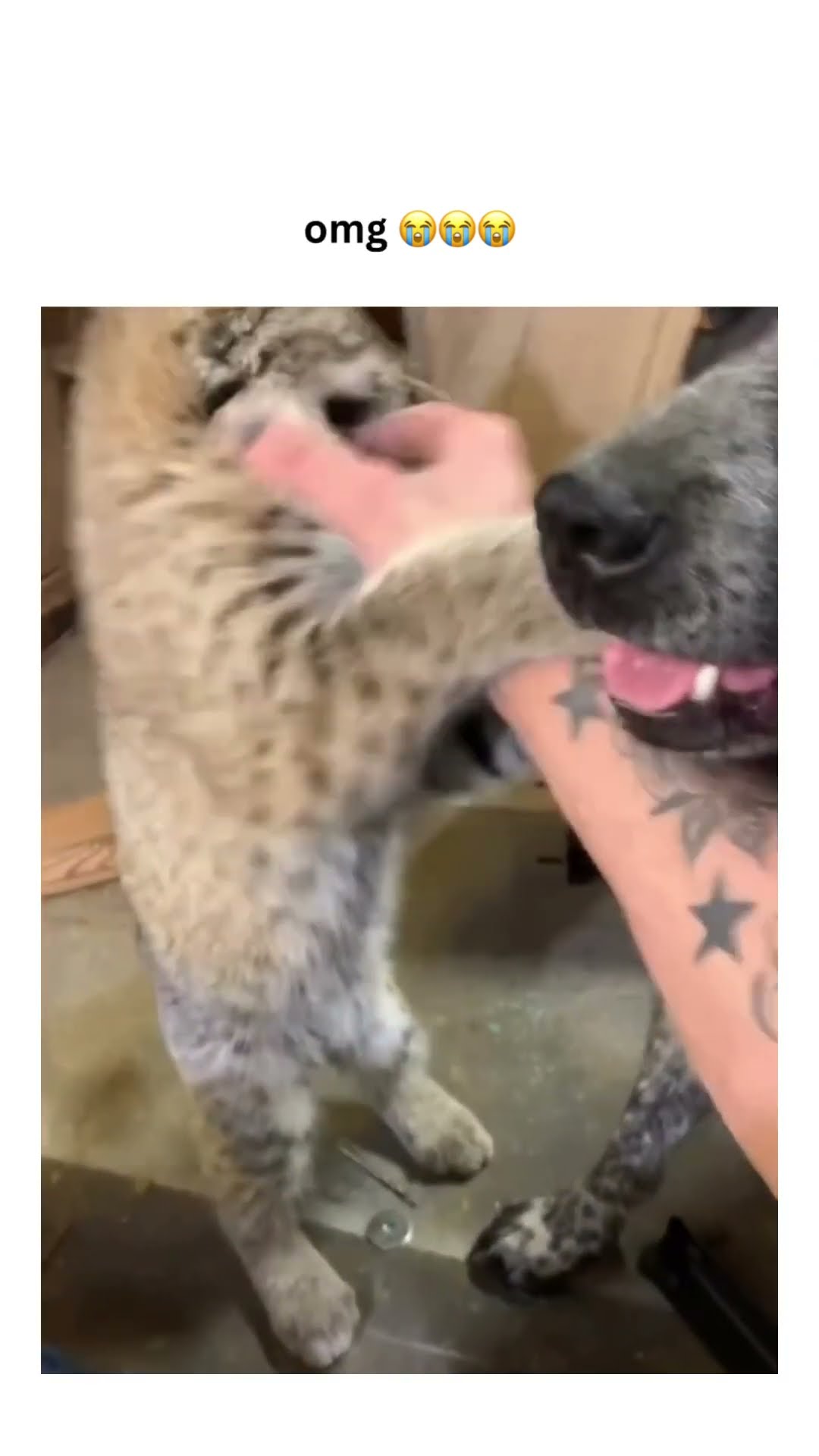 Bro like man I thought I told u that’s not a Kittyo