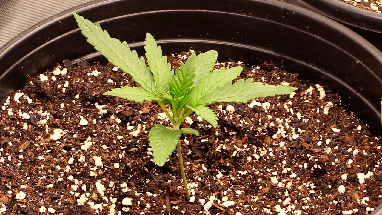 Week 2 Cannabis Seedling Stage!