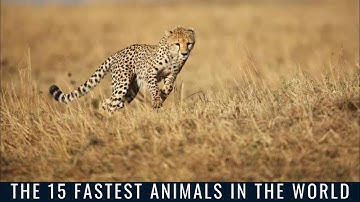 The 15 Fastest Animals in the World