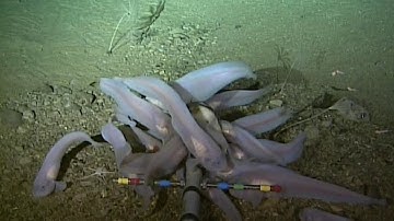 Human-Made Mercury Pollution Reaches Deepest Part of the Ocean