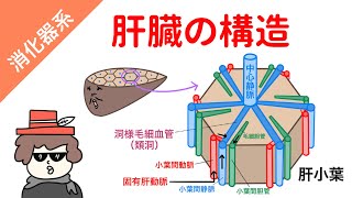 【イラスト解剖学】肝臓の構造