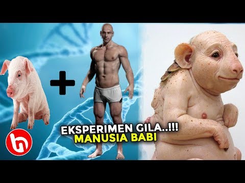 Video: Mengapa Para Ilmuwan Membuat Hibrida Babi Dan Manusia, Lalu Mereka Membunuhnya - Pandangan Alternatif