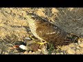 How to train a sparrowhawk, eagle or falcon for hunting purpose || Raptors Today