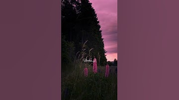 القارئ محمد ديبيروف 💚🌸 #quran #كرومات_قران #شاشه_سوداء #ارح_قلبك 🥺