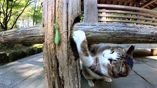 カマキリと戦う猫、仲間猫に助けを求めるも・・・