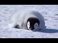 Cute Baby Penguin wakes up 🐧