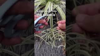 Propagating Spider Plant Pups in Vermiculite shorts