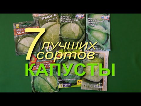 БЕЛОКОЧАННАЯ КАПУСТА длительного хранения! ОБЗОР лучших сортов и РАСЧЕТ сроков посева.