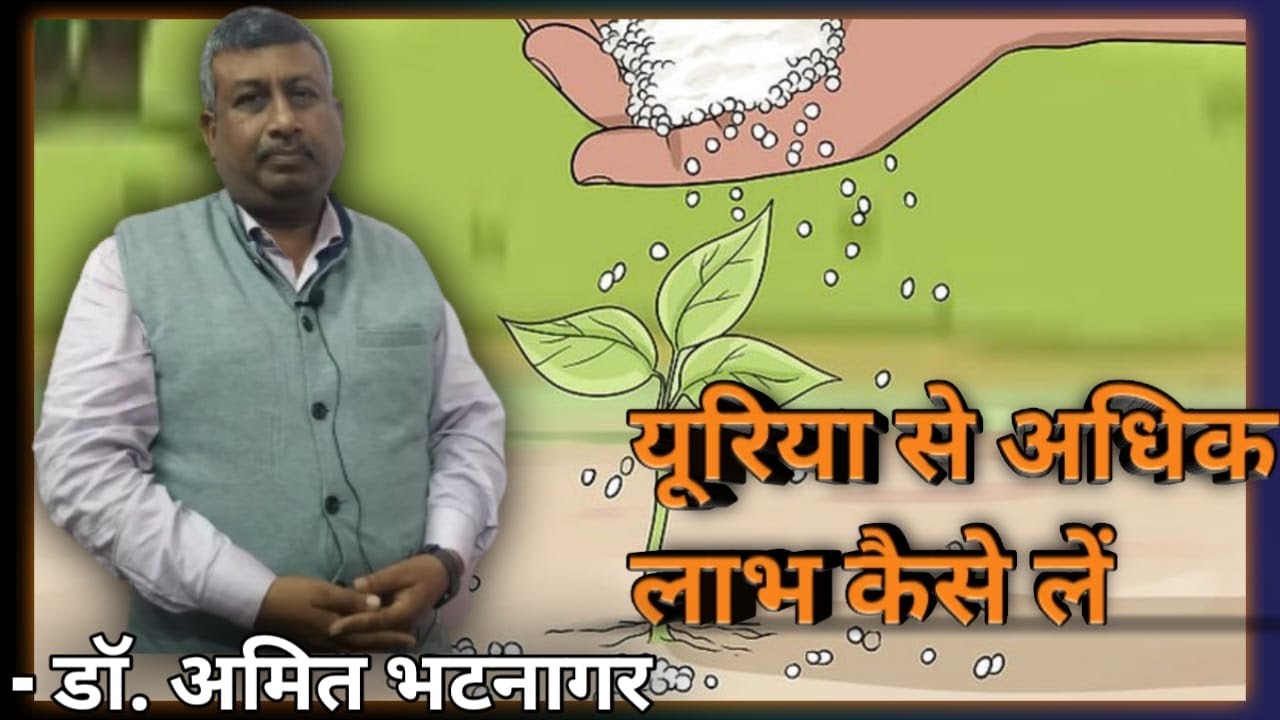 यूरिया से अधिक लाभ कैसे लें