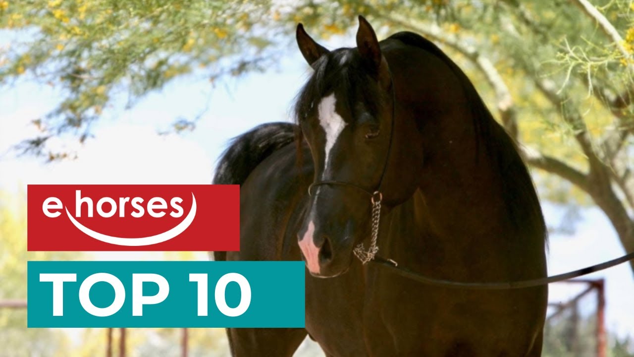 Top 10 Oldest Horse Breeds