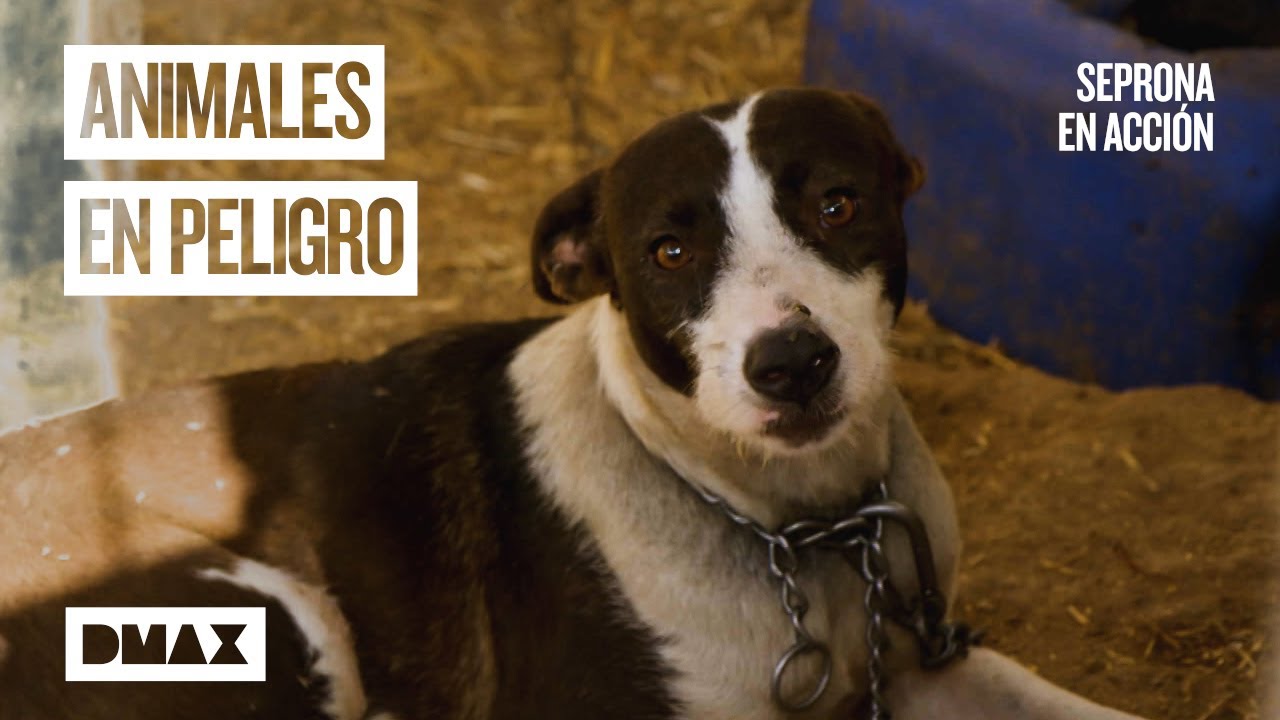 Finca infernal para estos animales | Seprona en acción