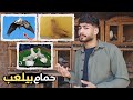 ازاى تعرف الحمام الشقلباظ بيلعب ولا لا بطريقه سهلة 